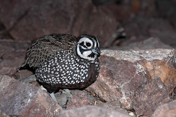 Montezuma Quail © Russ Chantler